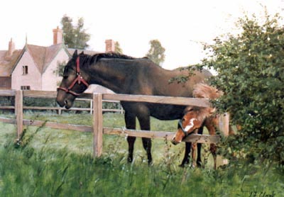 Pet Portraits - Horse and Pony Paintings from Your Favourite Photos - Horse and Foal