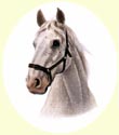 Click for larger image of horse painting