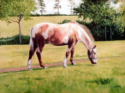 horse_lucy_in_field