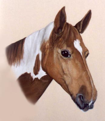Pet Portraits - Horse and Pony Paintings from Your Favourite Photos - Head Study in Watercolours