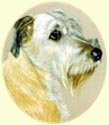 Click for larger image of Irish Wolfhound painting - Dog paintings by Isabel Clark