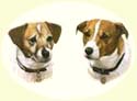 Click for larger Image of Jack Russell Terrier painting