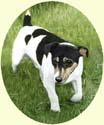 Click for larger Image of Jack Russell Terrier painting