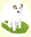 Click for larger Image of Jack Russell Terrier painting