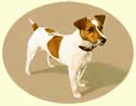 Click for larger Image of Jack Russell Terrier painting