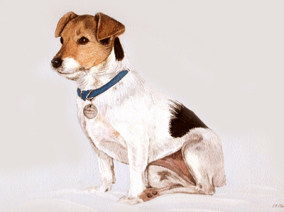 Pet Portraits - Jack Russell Terrier paintings by Isabel Clark