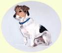 Click for larger Image of Jack Russell Terrier painting