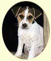 Click for larger Image of Jack Russell Terrier painting