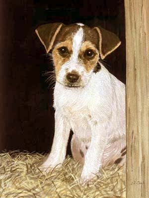 Pet Portraits dog paintings - Jack Russell Terrier paintings by Isabel Clark