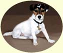 Click for larger Image of Jack Russell Terrier painting