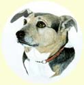 Click for larger Image of Jack Russell Terrier painting