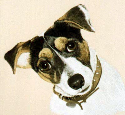 Pet Portraits dog paintings - Jack Russell Terrier paintings by Isabel Clark