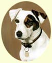 Click for larger Image of Jack Russell Terrier painting