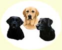 Click for Larger Image of Labrador Retriever Painting