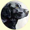 Click for Larger Image of Labrador Retriever Painting