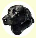 Click for Larger Image of Labrador Retriever Painting