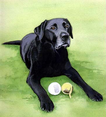 Pet Portraits - Labrador Retriever - Watercolours