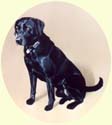 Click for Larger Image of Labrador Retriever Painting