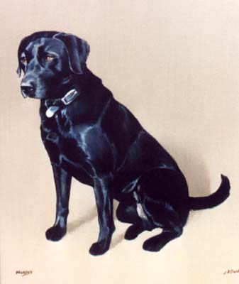 Pet Portraits - Labrador Retriever