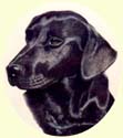 Click for Larger Image of Labrador Retriever Painting