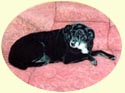 Click for Larger Image of Labrador Retriever Painting