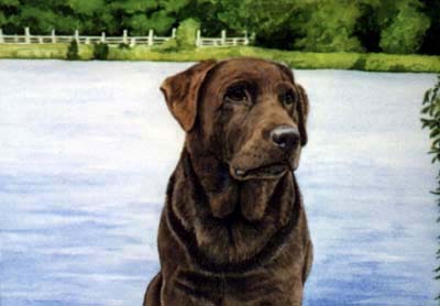 Pet Portraits - Labrador Retriever