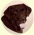 Click for Larger Image of Labrador Retriever Painting