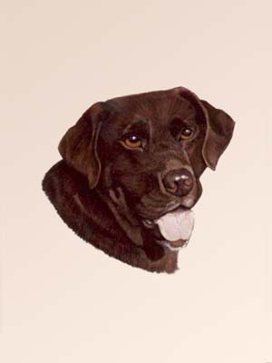 Pet Portraits - Labrador Chocolate Head Study - Watercolours