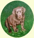 Click for Larger Image of Labrador Retriever Painting