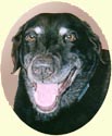 Click for Larger Image of Labrador Retriever Painting