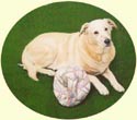 Click for Larger Image of Labrador Retriever Painting