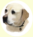 Click for Larger Image of Labrador Retriever Painting