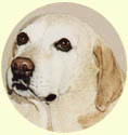 Click for Larger Image of Labrador Retriever Painting