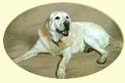 Click for Larger Image of Labrador Retriever Painting