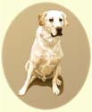 Click for Larger Image of Labrador Retriever Painting