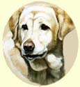 Click for Larger Image of Labrador Retriever Painting