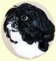 Click for larger image of Lhasa Apso