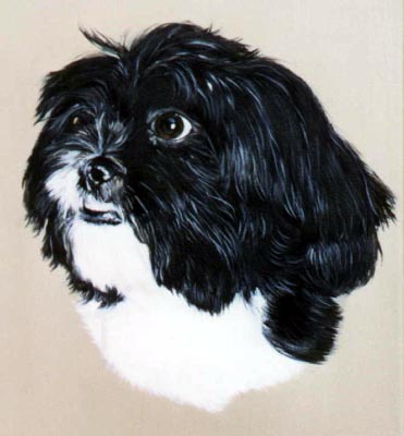 Pet Portraits - Lhasa Apso Head Study Poppy - Oils