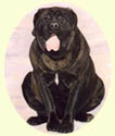 Click for large image of Bull Mastiff