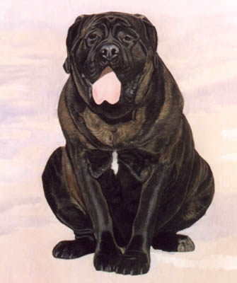 Pet Portraits - Bull Mastiff Full Body Study - Oils