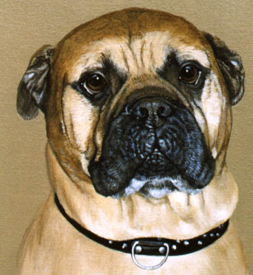 Pet Portraits - Bull Mastiff Head Study in Oils