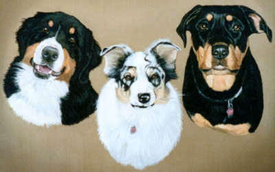 Pet Portraits - Bernese Mountain Dog, Shetland Sheepdog and Rotweiler