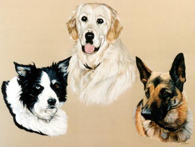 Pet Portraits - 3 Dogs Head Studies - Oils