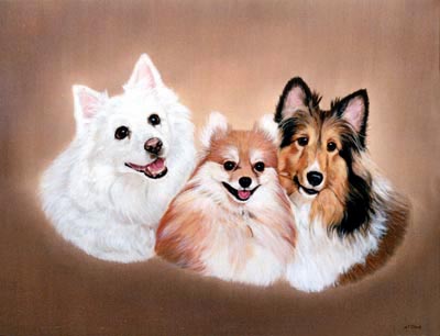 Pet Portraits - 3 Dogs - American Eskimo Dog, Pomeranian and Rough Collie - Oils