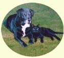 Click for large image of dog and cat painting