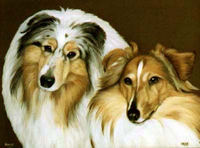 Pet Portraits - Rough Collie and Sheltie