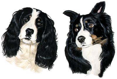 Pet Portraits - Springer Spaniel and Border Collie - Watercolours