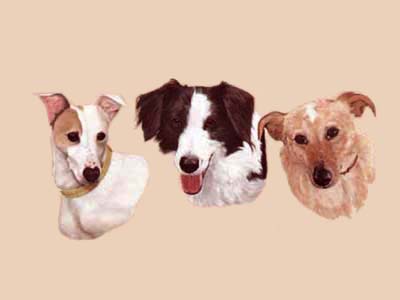 Pet Portraits - 3 Dogs - whippet, border collie and mongrel