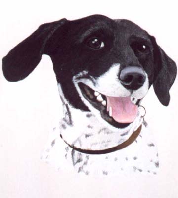 Pet Portraits - Mongrel Head Study Bess - Watercolours