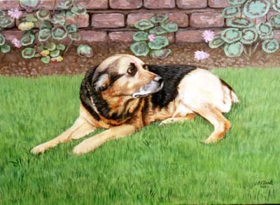 Pet Portraits - Mongrel in Garden - Oils